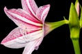 Star lily flower Royalty Free Stock Photo