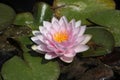 Star lotus (Nymphaea nouchali).