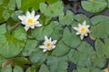 Star lotus Nymphaea nouchali