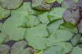 Star lotus Nymphaea nouchali