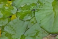 Star lotus Nymphaea nouchali