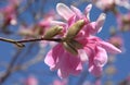 Star Magnolia (Magnolia Stellata) in Spring - Pennsylvania Royalty Free Stock Photo