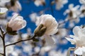 A Star Magnolia slightly open and under blue skies Royalty Free Stock Photo