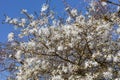 Star magnolia Magnolia Stellata