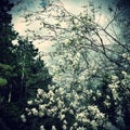 Star Magnolia Tree in Bloom. Vintage look. Square format.