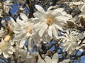 Star Magnolia Tree Blossoms and Blue Sky