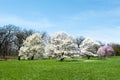 Star Magnolia