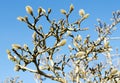 Star Magnolia