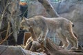 The star of the Montreal Biodome