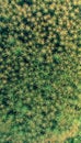 Star Moss background pattern Royalty Free Stock Photo