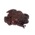 Star mossy frog, Theloderma stellatum, on white Royalty Free Stock Photo