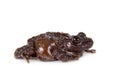 Star mossy frog, Theloderma stellatum, on white Royalty Free Stock Photo