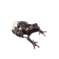 Star mossy frogling, Theloderma stellatum, on white Royalty Free Stock Photo