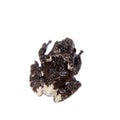 Star mossy frogling, Theloderma stellatum, on white Royalty Free Stock Photo