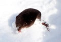 Star-nosed mole came out to explore fresh snow Royalty Free Stock Photo