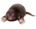 The star-nosed mole, Condylura cristata