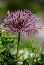 Star of Persia (Allium christophii) Royalty Free Stock Photo