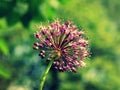 Star of Persia - Allium cristophii in Czech garden