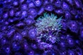 Star Polyps Coral Surrounded by Palythoas Soft Coral Royalty Free Stock Photo
