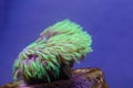 Star Polyps are a smaller coral Royalty Free Stock Photo