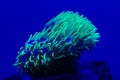 Star Polyps are a smaller coral Royalty Free Stock Photo