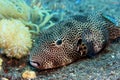 Star puffer Royalty Free Stock Photo