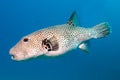 Star puffer fish Royalty Free Stock Photo