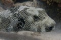 Star Puffer in Red Sea Royalty Free Stock Photo