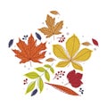 Star Shape with Bright Autumn Foliage of Different Leaf Color Vector Arrangement Royalty Free Stock Photo