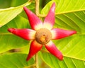 Star Shape Flower