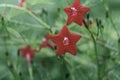 Star shape flowers