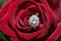 star shaped diamond ring inside a blooming red rose, macro Royalty Free Stock Photo