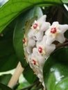 Star shaped dripping hoya flowers Royalty Free Stock Photo