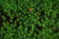 The Star-shaped Green Moss with a ladybug on it Royalty Free Stock Photo