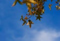 Canopy of American sweetgum Liquidambar styraciflua leaves in autumn against a blue sky