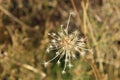 Star-shaped prairie plant seed