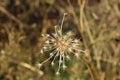 Star-shaped prairie plant seed