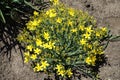 Star shaped yellow flowers on dwarf shrub of Hypericum olympicum