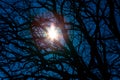Star shining through the branches Royalty Free Stock Photo