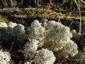 The Star-tipped cup lichen (Cladonia stellaris) that forms continuous mats and it forms distinct cushion-shaped patches Royalty Free Stock Photo