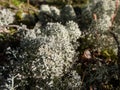 The Star-tipped cup lichen (Cladonia stellaris) that forms continuous mats and it forms distinct cushion-shaped patches Royalty Free Stock Photo