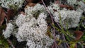 Star-tipped Reindeer Lichen. Beautiful air moss grows in a forest among other forest vegetation. Cladina stellaris. White reindeer Royalty Free Stock Photo