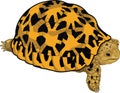 Star tortoise