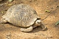 Star tortoise Royalty Free Stock Photo