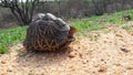 Star Tortoise in Kawdulla national Park (Sri Lanka) Royalty Free Stock Photo