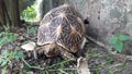 Star Tortoise turtle near mushroom