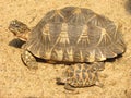 Star tortoise with young