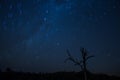 A Star trail of the African night sky, photographed in the Greater Kruger