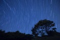 Star trail night sky with tree, Hong Kong