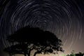 Long exposure star trail of a live oak tree in North Carolina.